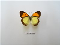 藏品(異粉蝶)的圖片